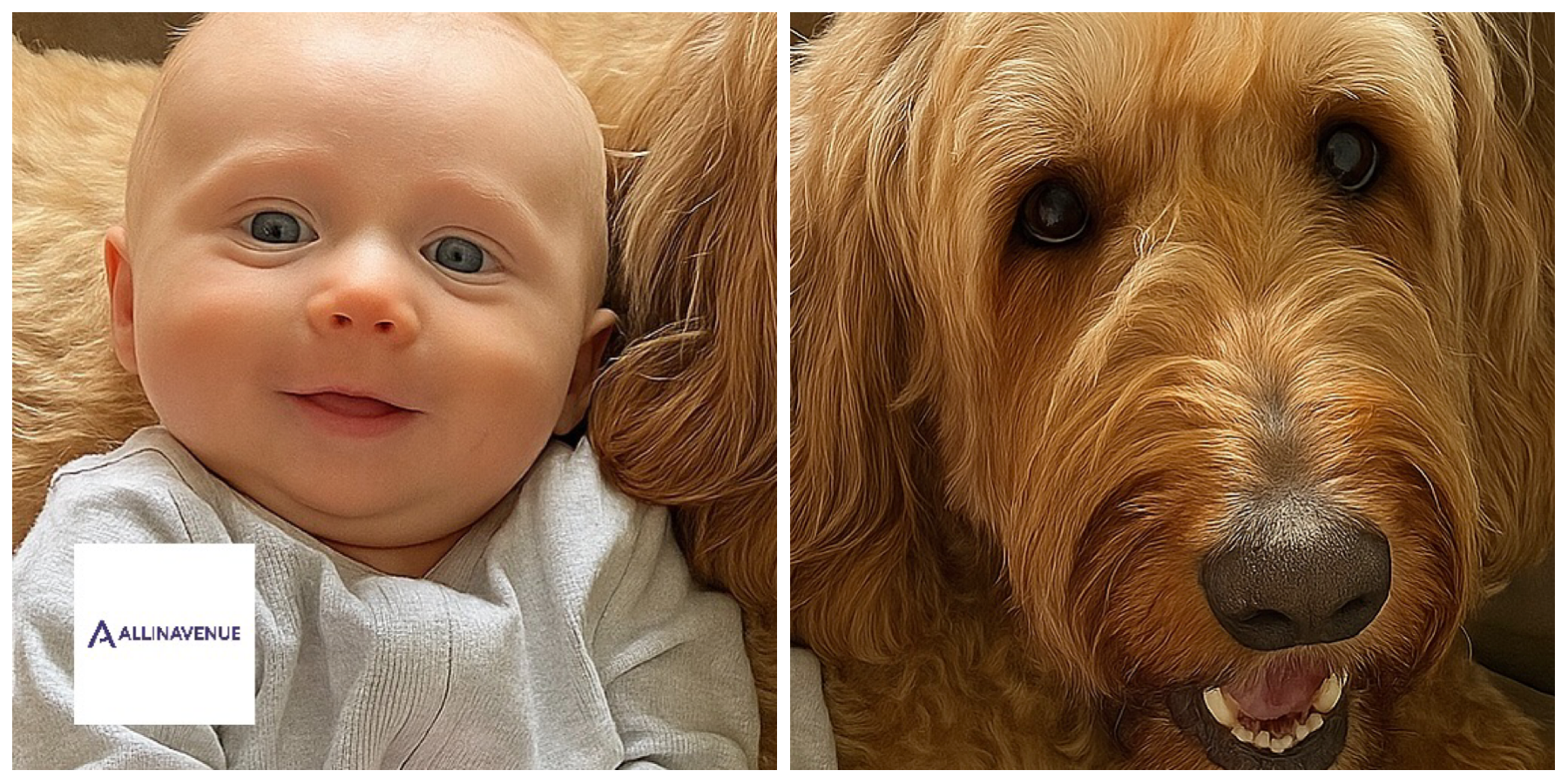 ‘A Heartfelt Connection: How a Baby and His Dog Share a Beautiful, Unspoken Love’