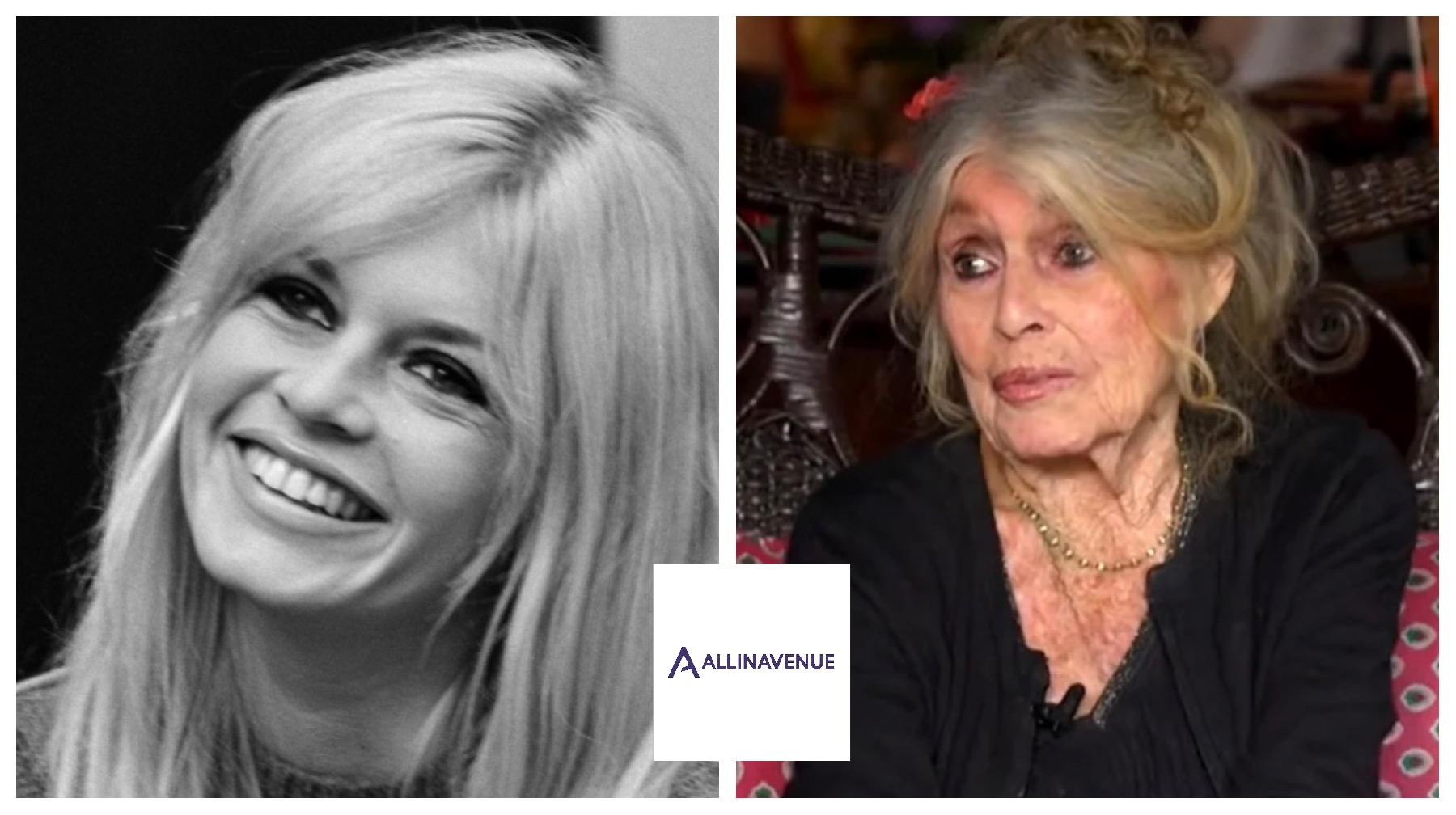 Brigitte Bardot, the Icon Who Chose Compassion Over Fame, Dies at 91. See what happened…