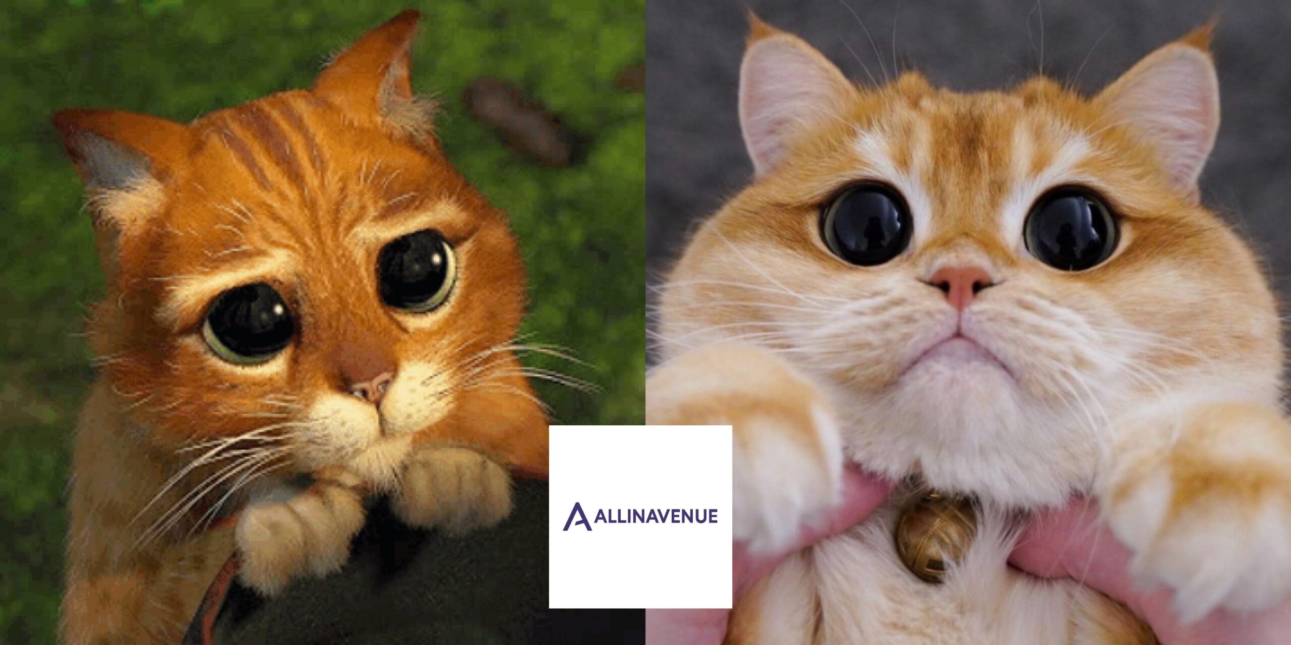 You won’t believe your eyes when you meet Pisco the big-eyed cat who looks like he stepped straight out of an animated film.