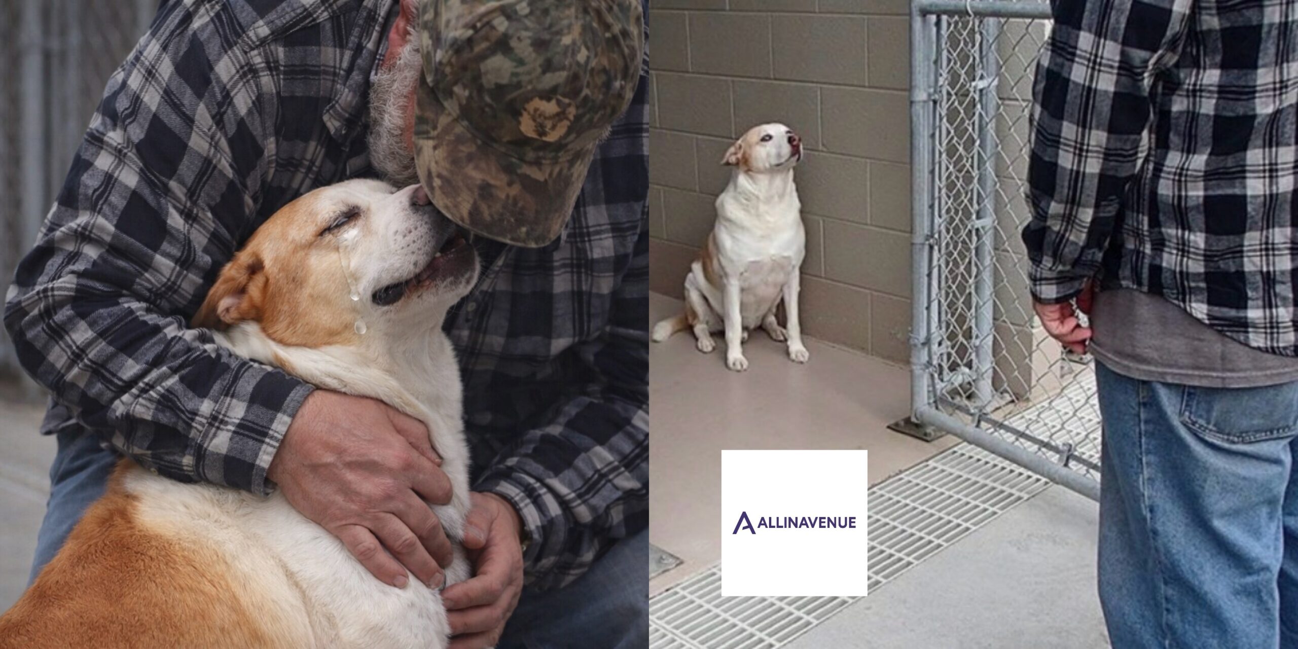 The Shelter Dog Began to Cry When He Saw the Man Standing Beside Him.What Happened Next Is Unforgettable