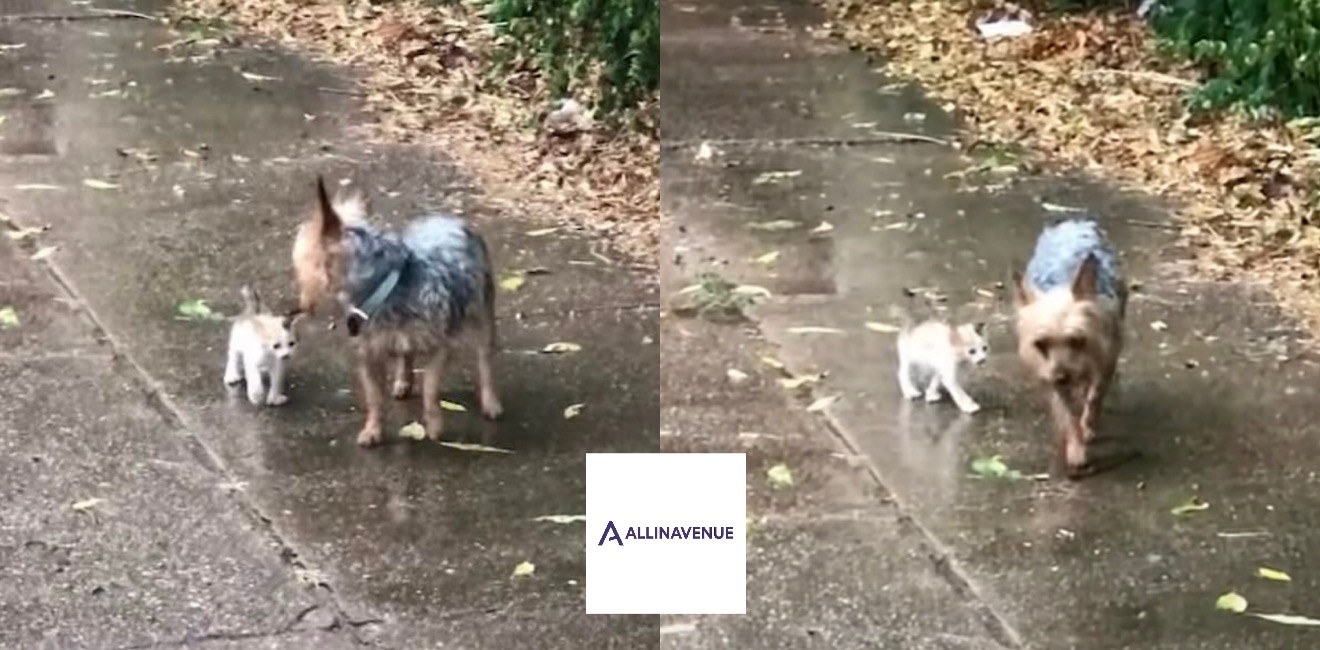 ‘This Tiny Dog Just Did Something Incredible… And You Have to See It to Believe It!’