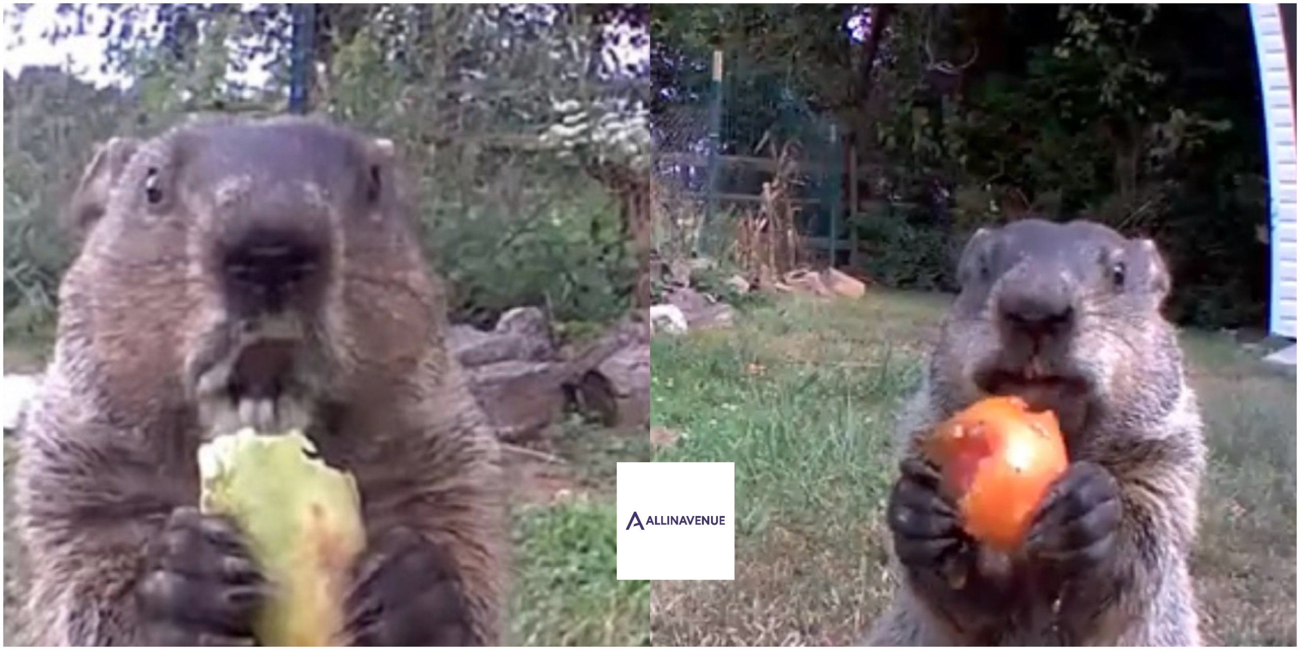 A Man Put a Camera in His Garden to Catch a Thief. He Never Expected This…