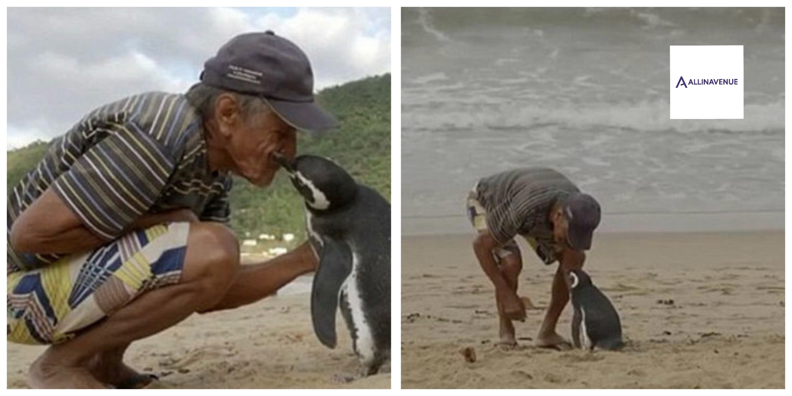 He crosses thousands of kilometers of ocean every year  all to meet the man who saved him.