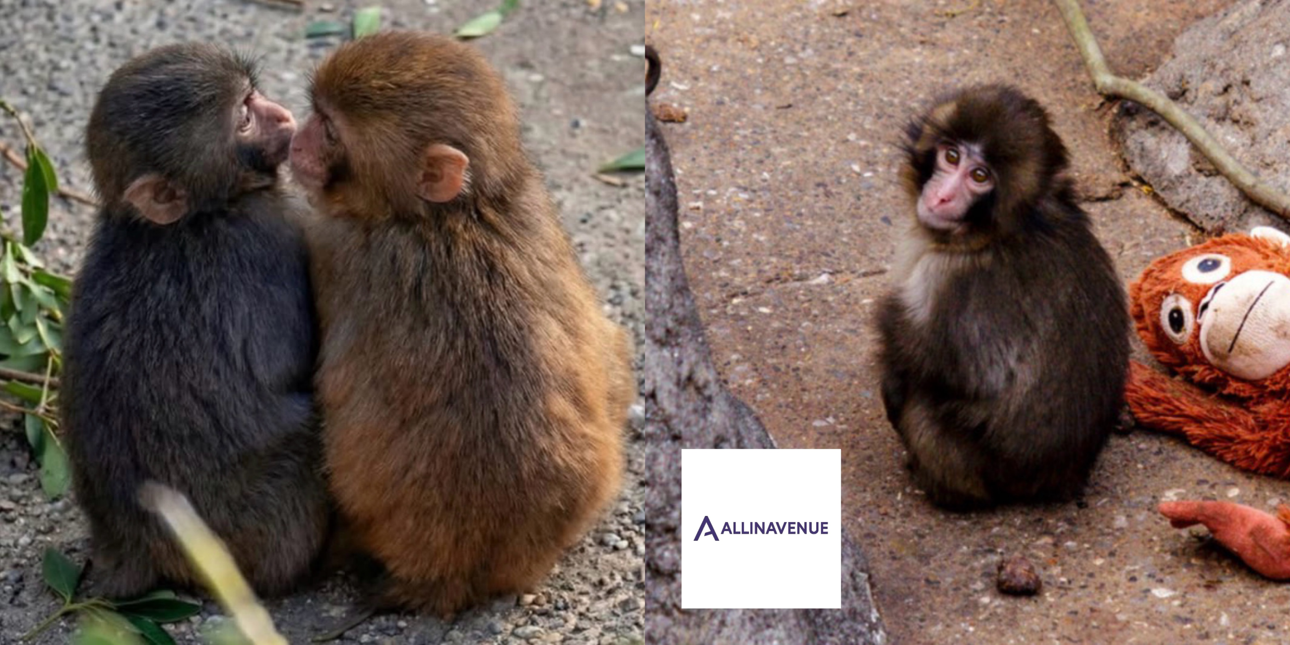 Punch the Monkey: From Lonely Baby to Viral Legend…