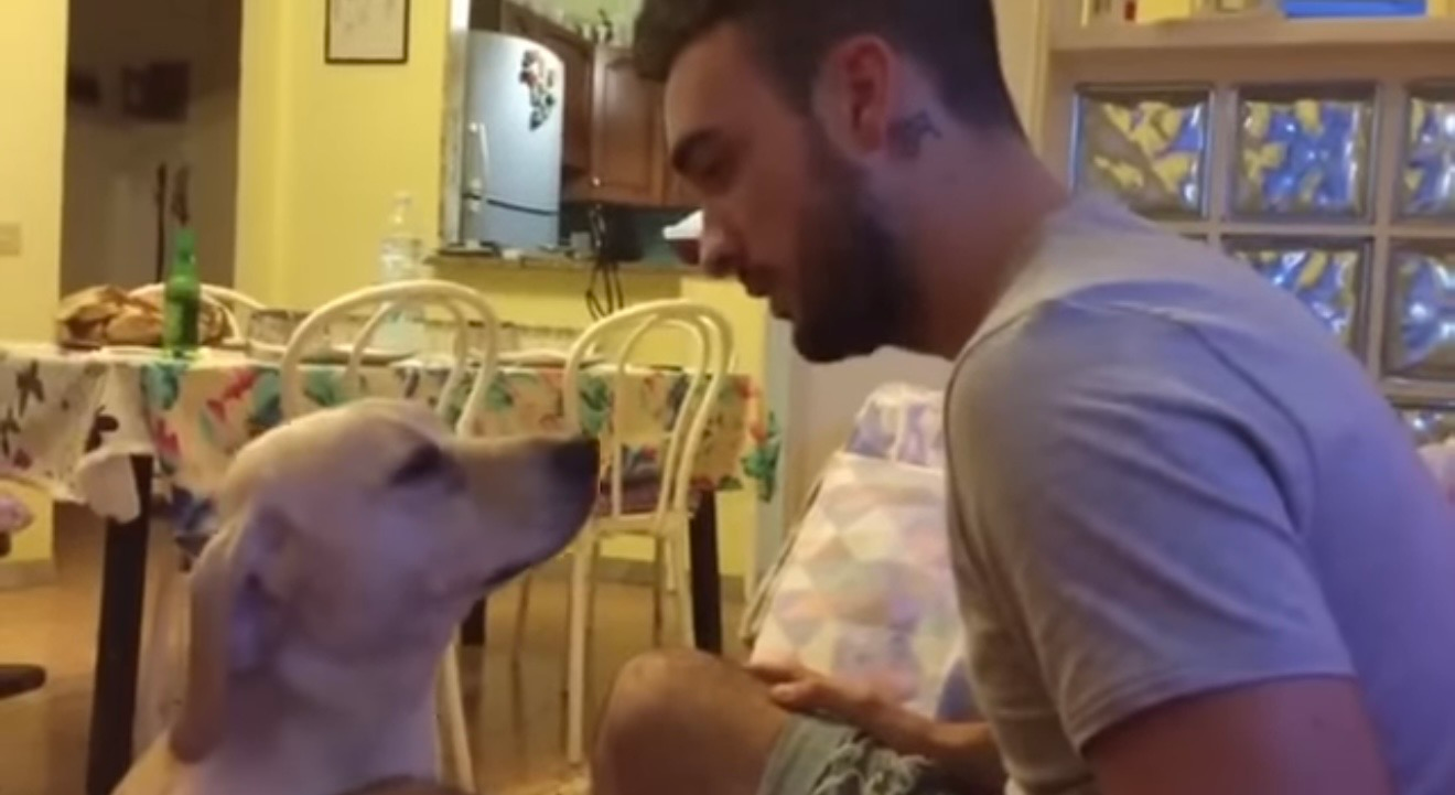 Guilty Labrador Begs for Forgiveness, His Reaction Melts Hearts Instantly