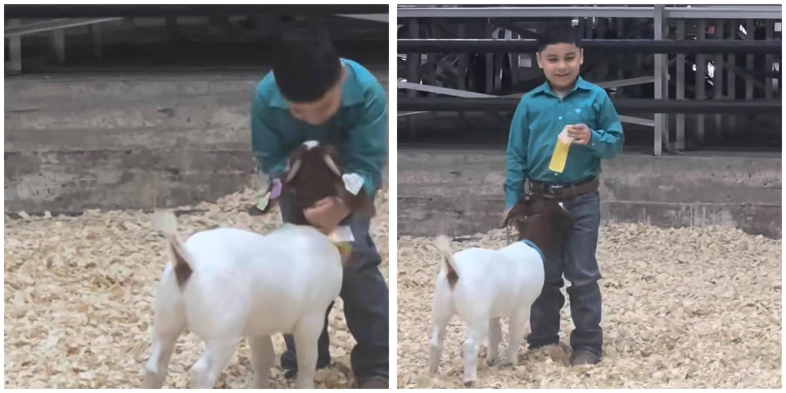 5-Year-Old Boy’s Sweet Reaction to His Goat Winning 4th Place Is Melting Hearts Everywhere
