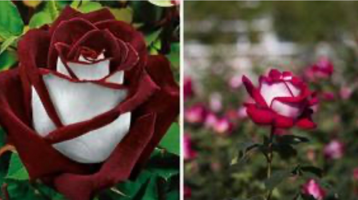 This Rare Red-and-White Rose Is So Stunning, People Think It’s Fake…