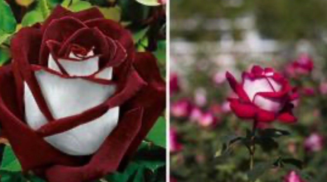 Questa rara rosa rossa e bianca è così straordinaria che molti pensano sia finta…