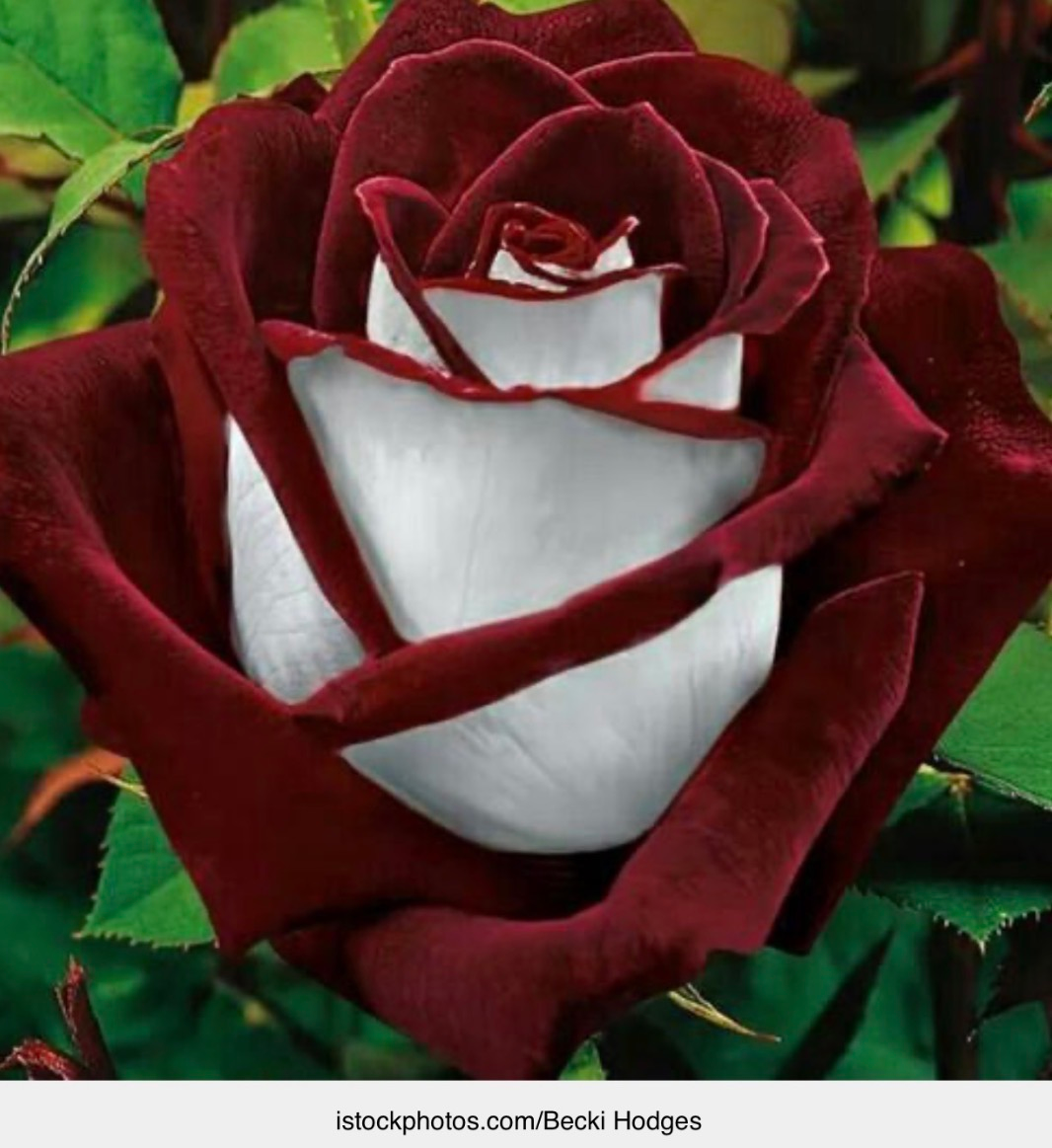 Cette rare rose rouge et blanche est si spectaculaire que beaucoup pensent qu’elle est fausse…