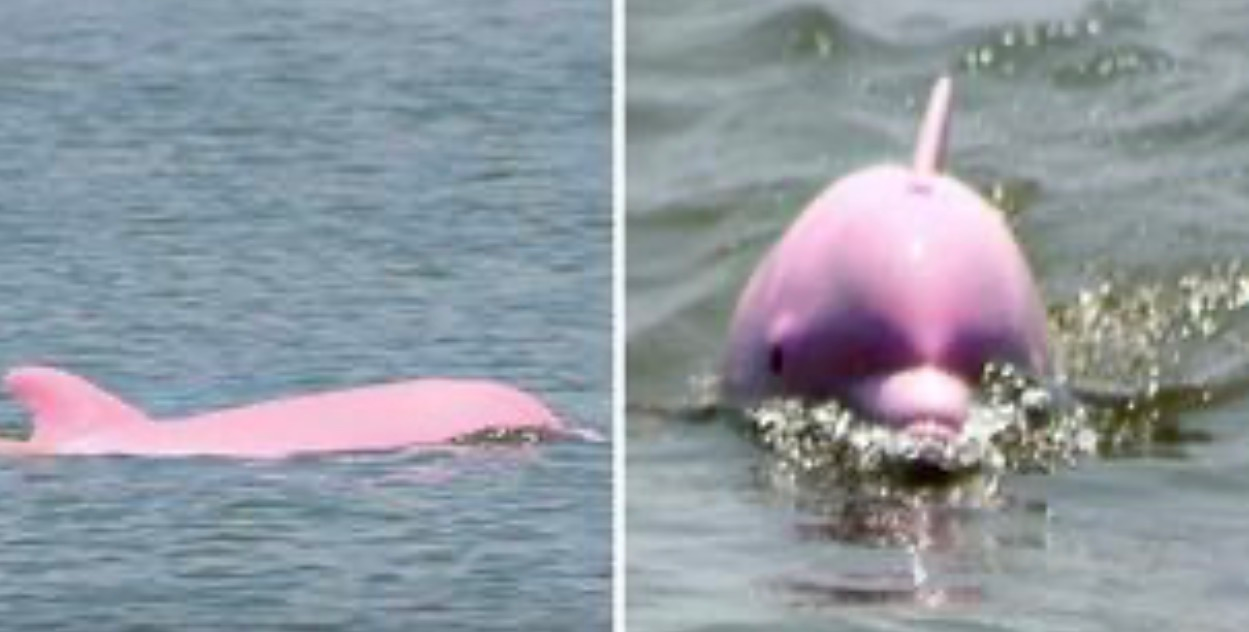 Increíble milagro de la naturaleza: la extraordinaria delfín rosada Pinky sorprende al mundo con una rarísima cría rosada
