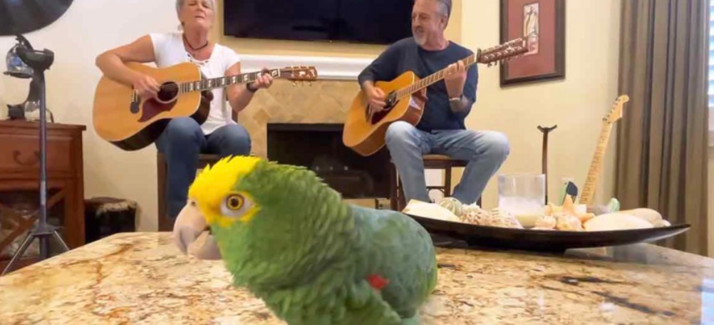 Singing Parrot Tico Performs Bob Dylan and Stuns Everyone