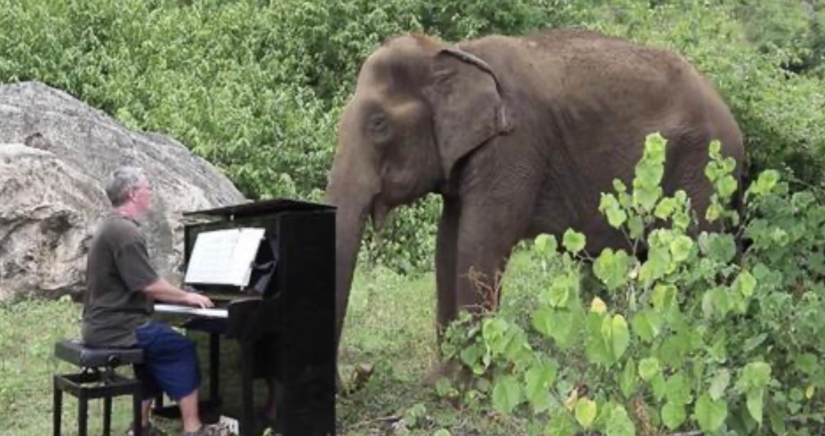 Une Éléphante Âgée et Aveugle Fond en Larmes en Écoutant de la Musique au Piano 