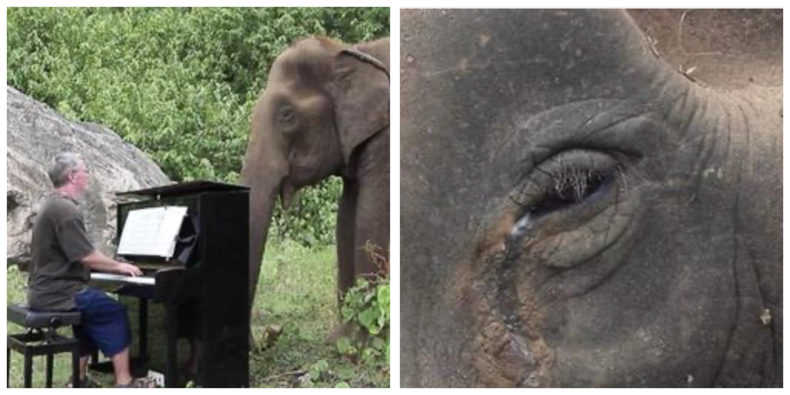 Elderly Elephant With Limited Eyesight Breaks Down in Tears While Listening to Piano Music