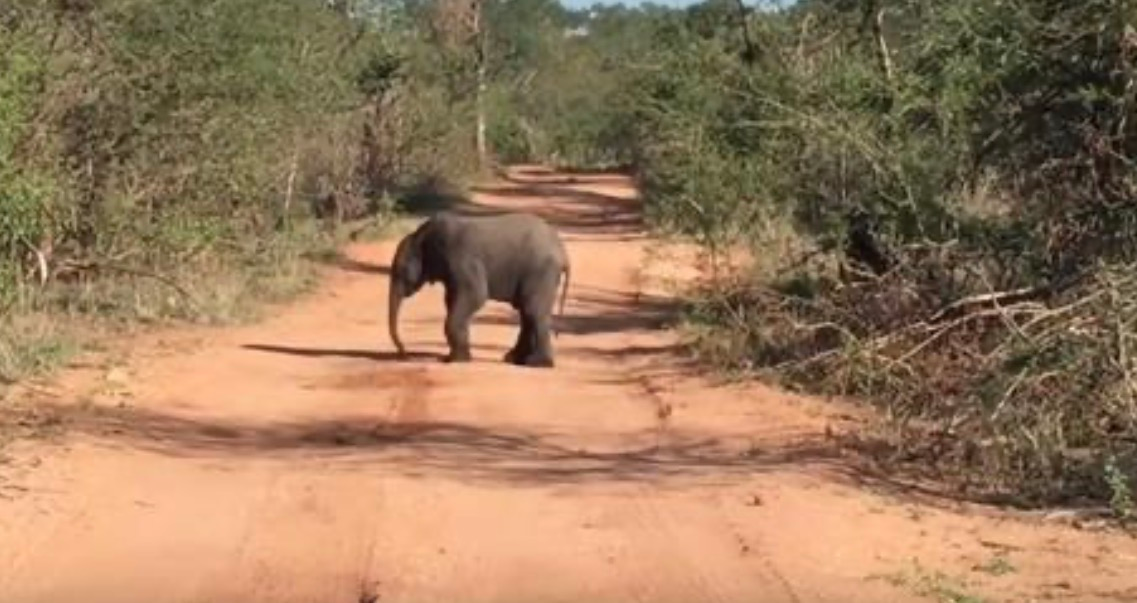 Baby Elephant Breaks Into an Adorable Dance in Front of Tourists …