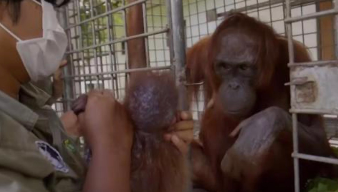 A mother orangutan grieving for her lost baby spots a rescuer carrying the little one in his arms.
