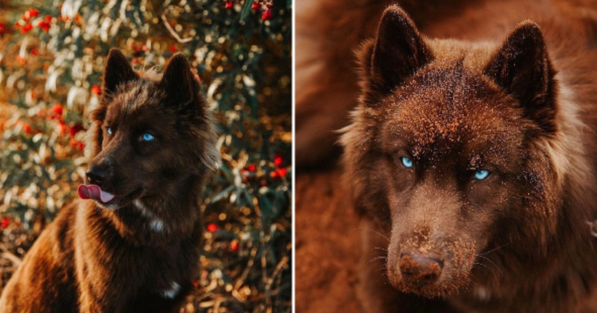 This isn’t AI generated. This rare chocolate-brown Siberian Husky is absolutely stunning the internet with his wolf-like appearance and piercing blue eyes.