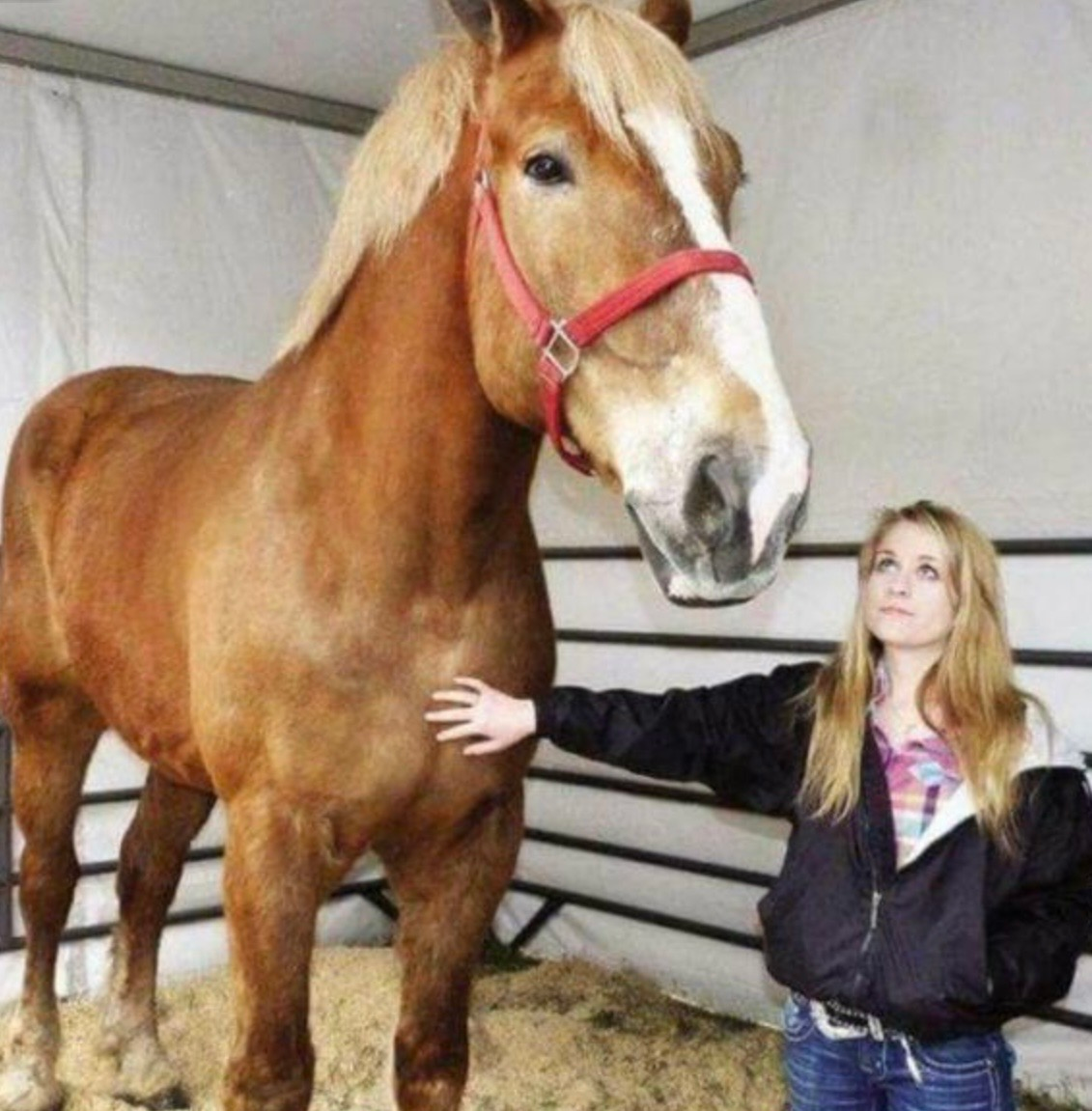 Meet Big Jake: The World’s Biggest Horse Who Captivated Millions With His Gentle Nature
