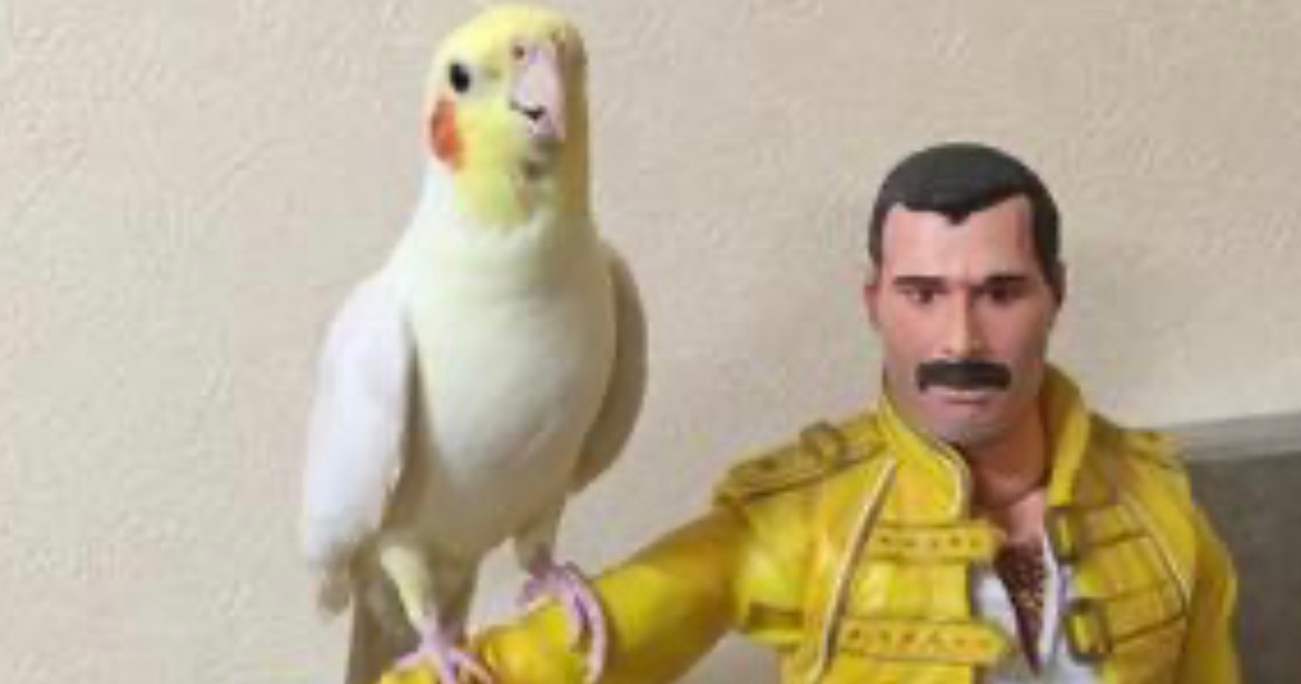Parrot’s Amazing Performance of Queen Classic Leaves Millions Speechless