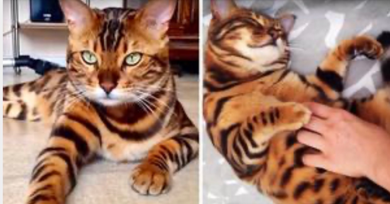 People Can’t Believe This Is a Real Cat…His Mesmerizing Eyes and Wild Beauty Made Him an Internet Sensation