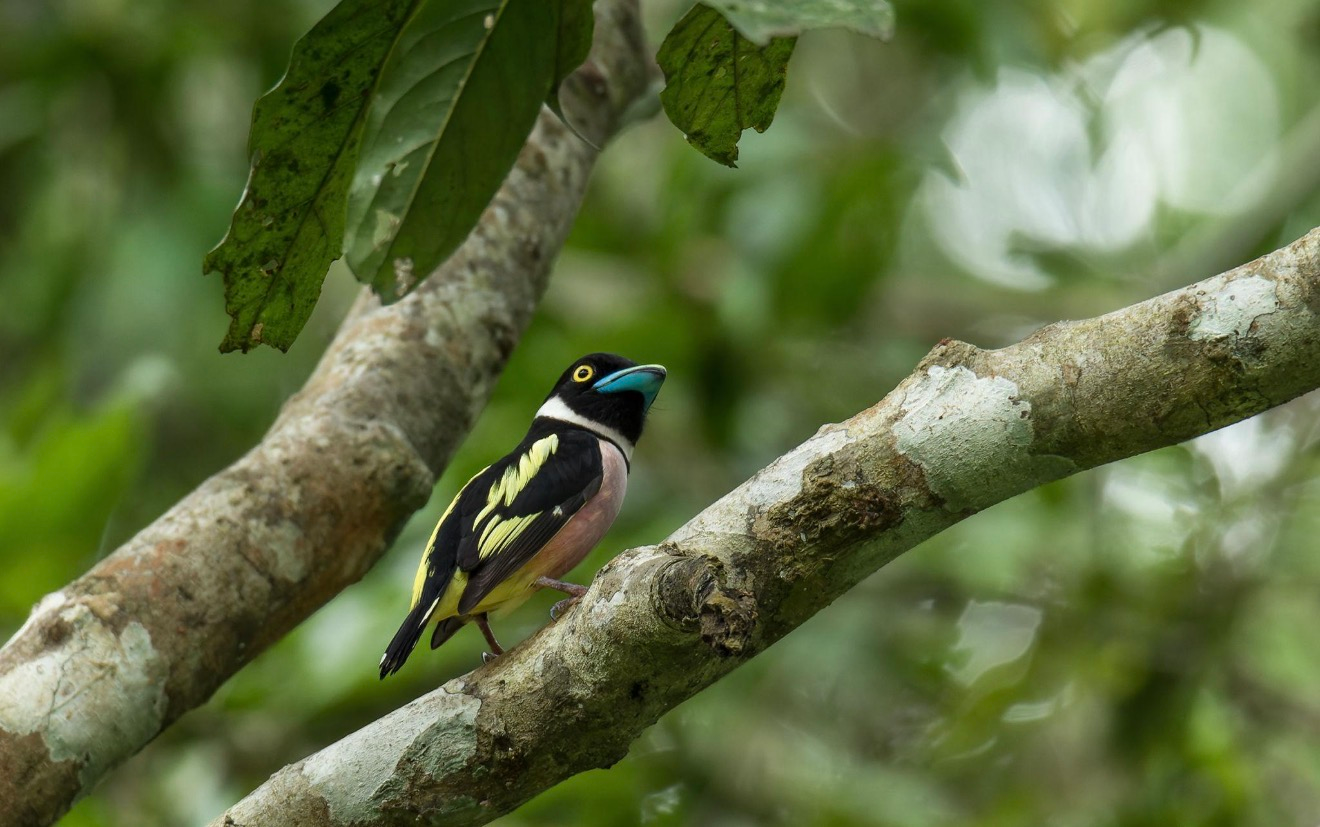 This Bird Looks Like a Cartoon Character, But It’s Completely Real