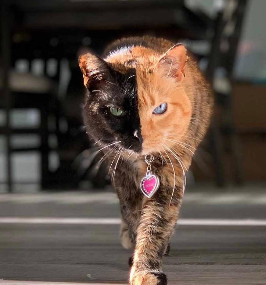 Meet Venus: The Stunning Two-Faced Cat Who Captivated Millions Around the World