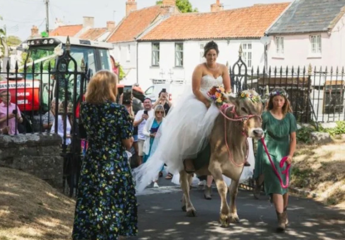 Bride Arrives at Her Wedding on a Cow Instead of a Limousine…The most unusual wedding of the year has sparked a buzz online.