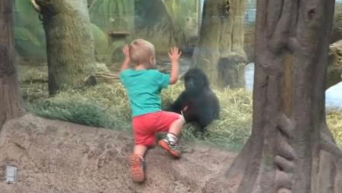 A Little Boy Meets a Baby Gorilla, and His Parents Can’t Stop Laughing as They Watch Their Interaction…